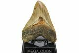Serrated, Fossil Megalodon Tooth - Indonesia #214775-2